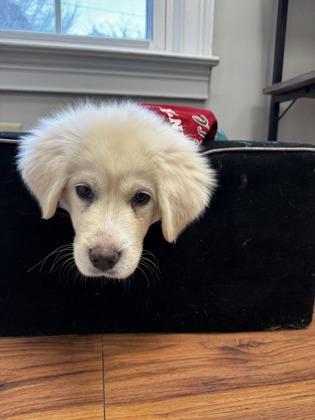 Enlarge Gingerbread, a Adoptable mixed breed in Lawrenceville, GA image 3/3