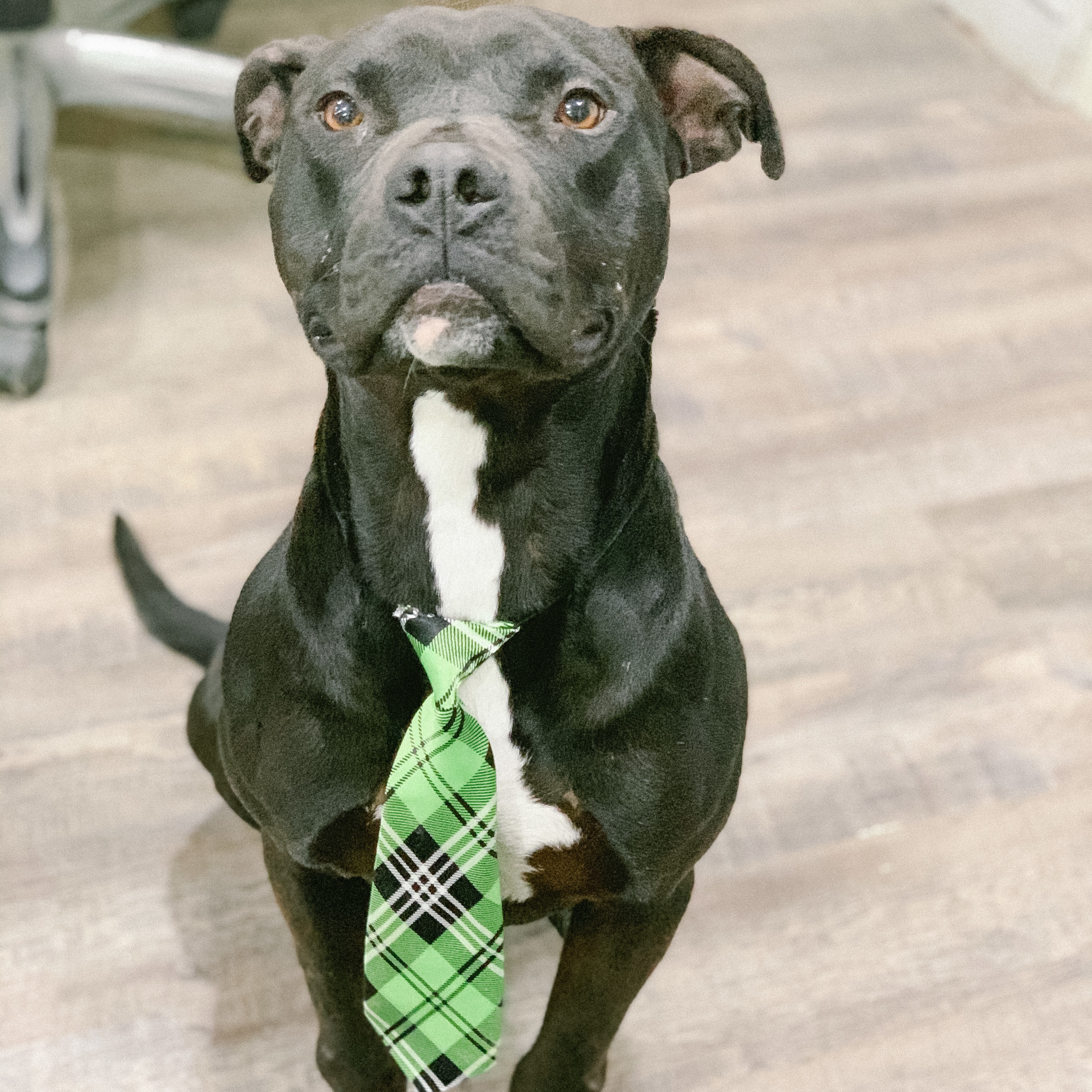 Enlarge Stone, a Adoptable mixed breed in Rossville, TN image 7/10