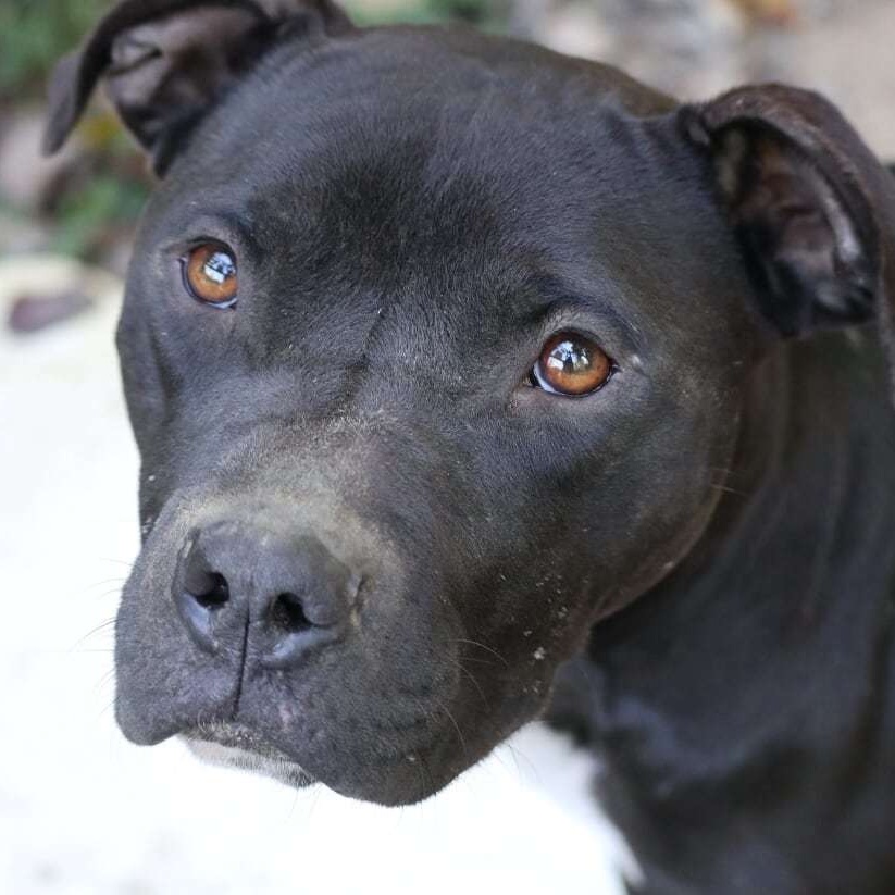 Enlarge Stone, an adoptable mixed breed in Rossville, TN image 3/5