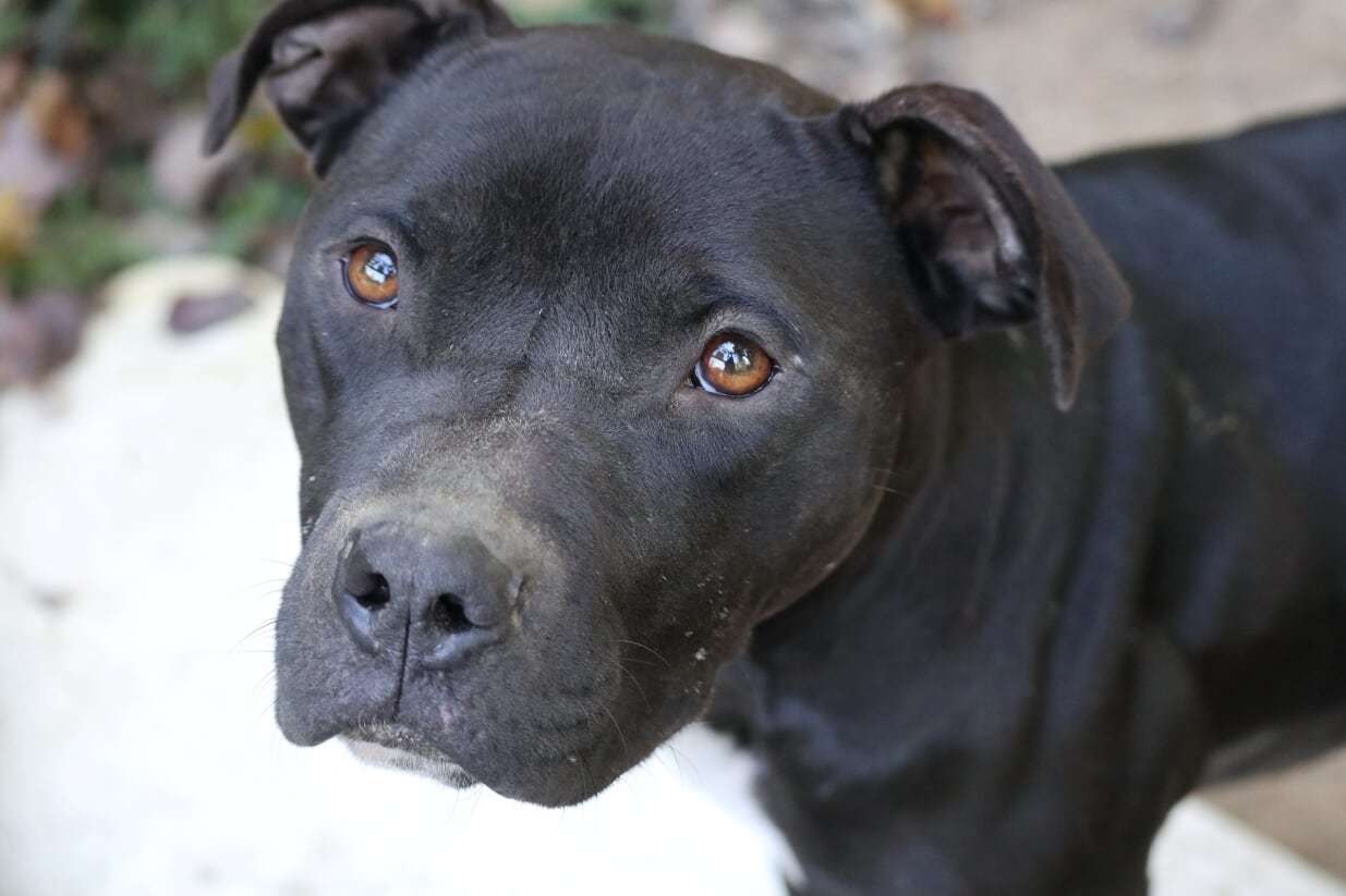 Enlarge Stone, a Adoptable mixed breed in Rossville, TN image 8/10