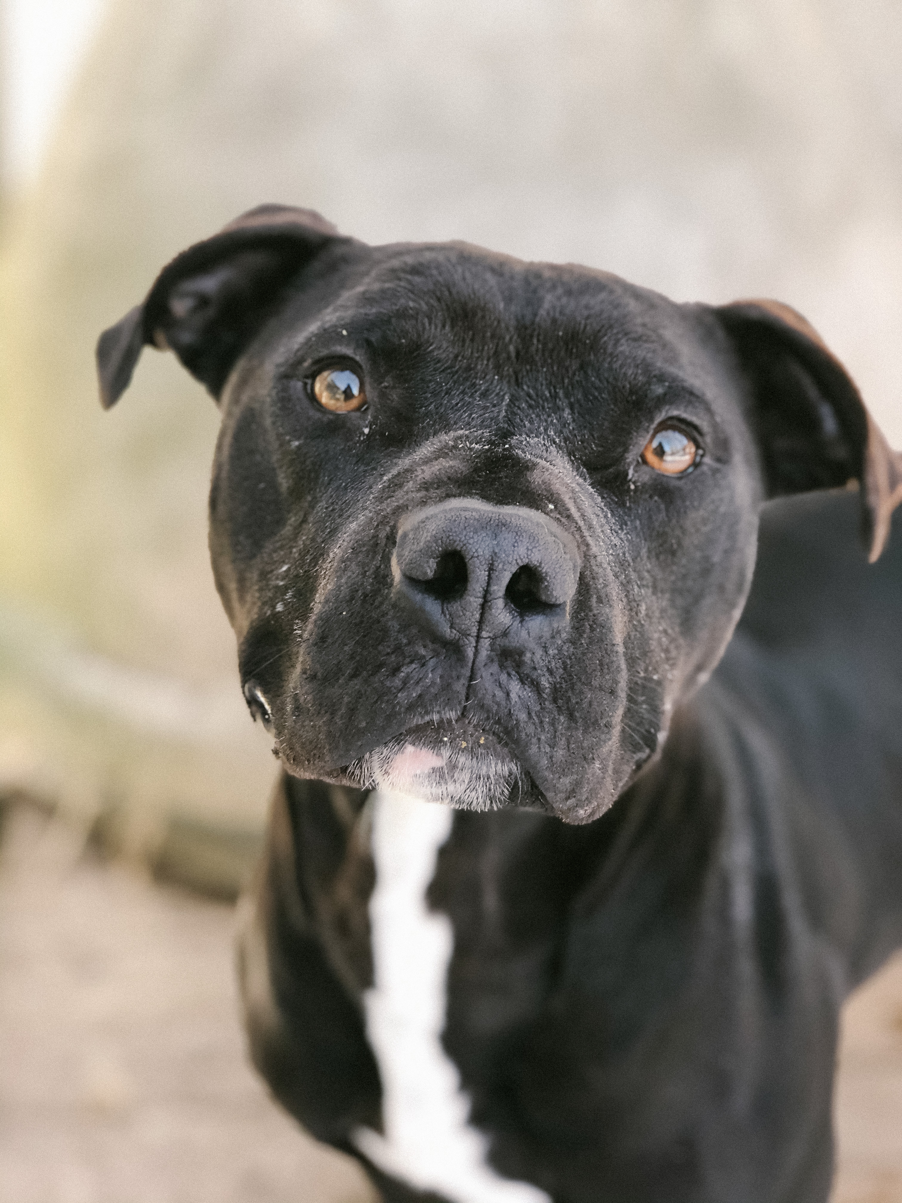 Stone, Adoptable, Adult Male Mixed Breed & Pit Bull Terrier.