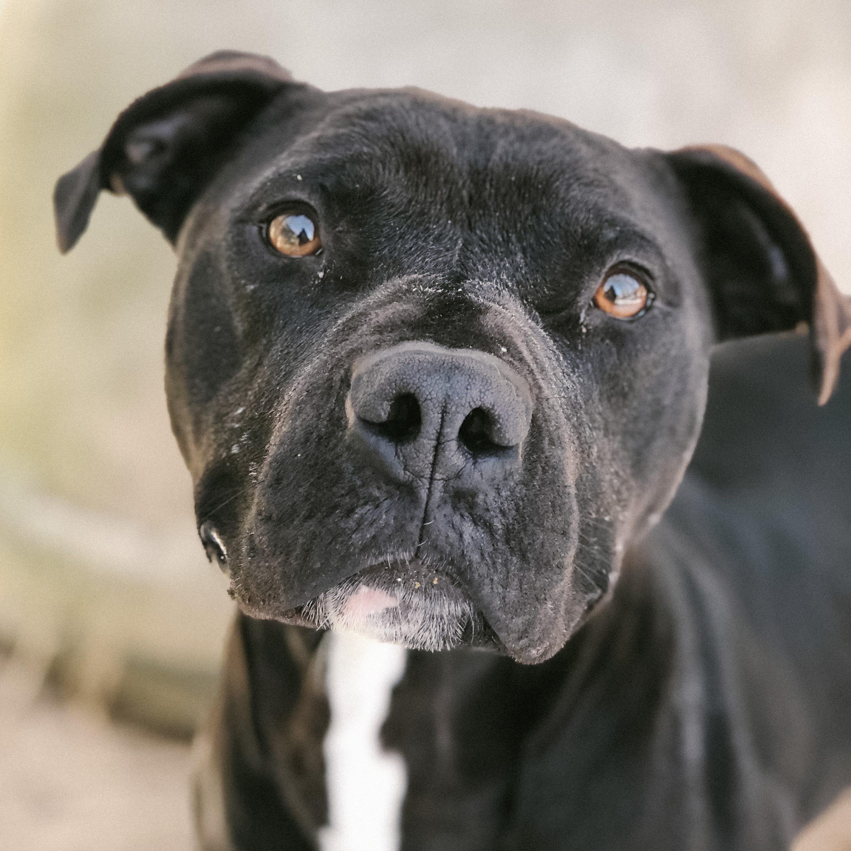 Enlarge Stone, an adoptable mixed breed in Rossville, TN image 1/5