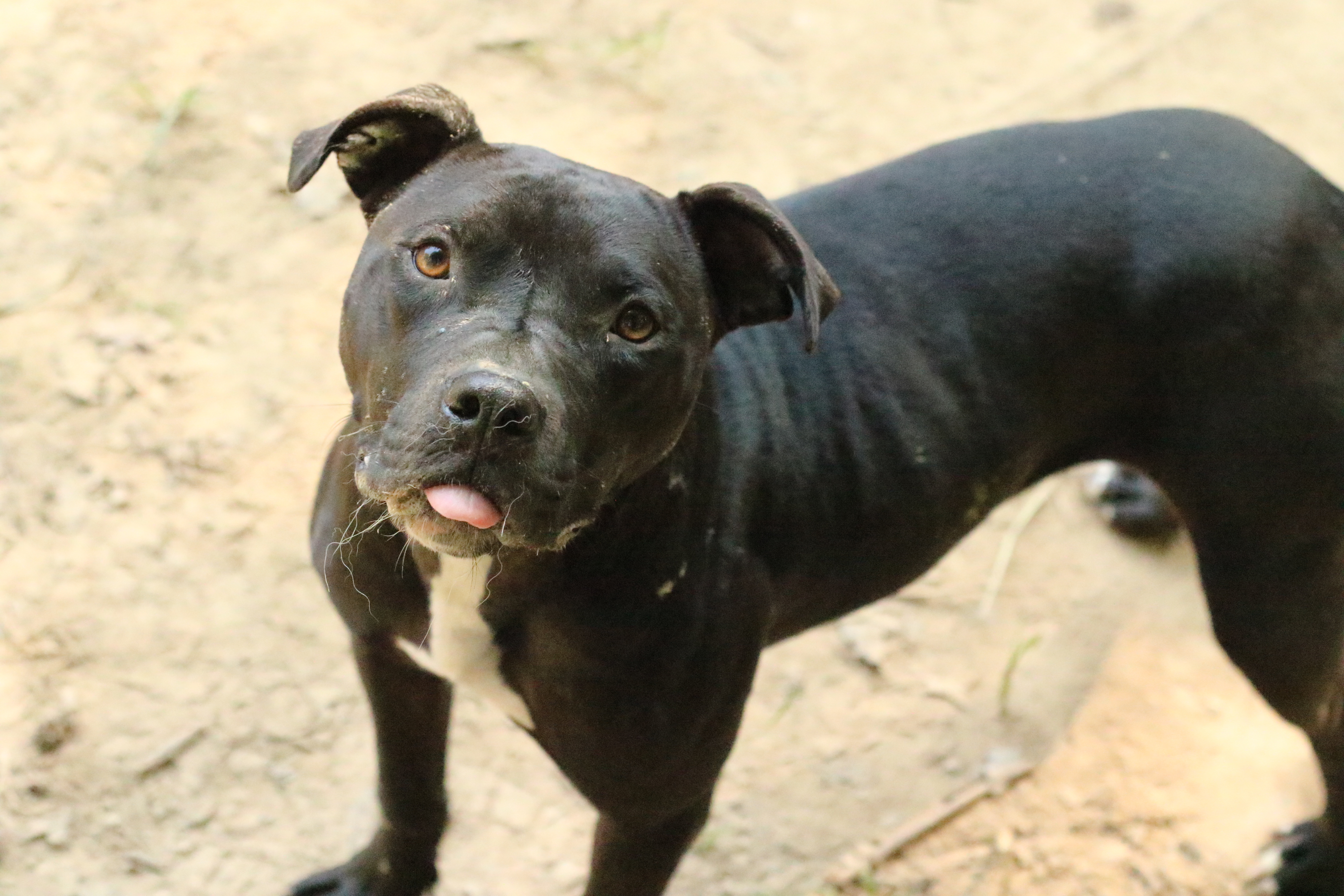 Enlarge Stone, a Adoptable mixed breed in Rossville, TN image 9/10