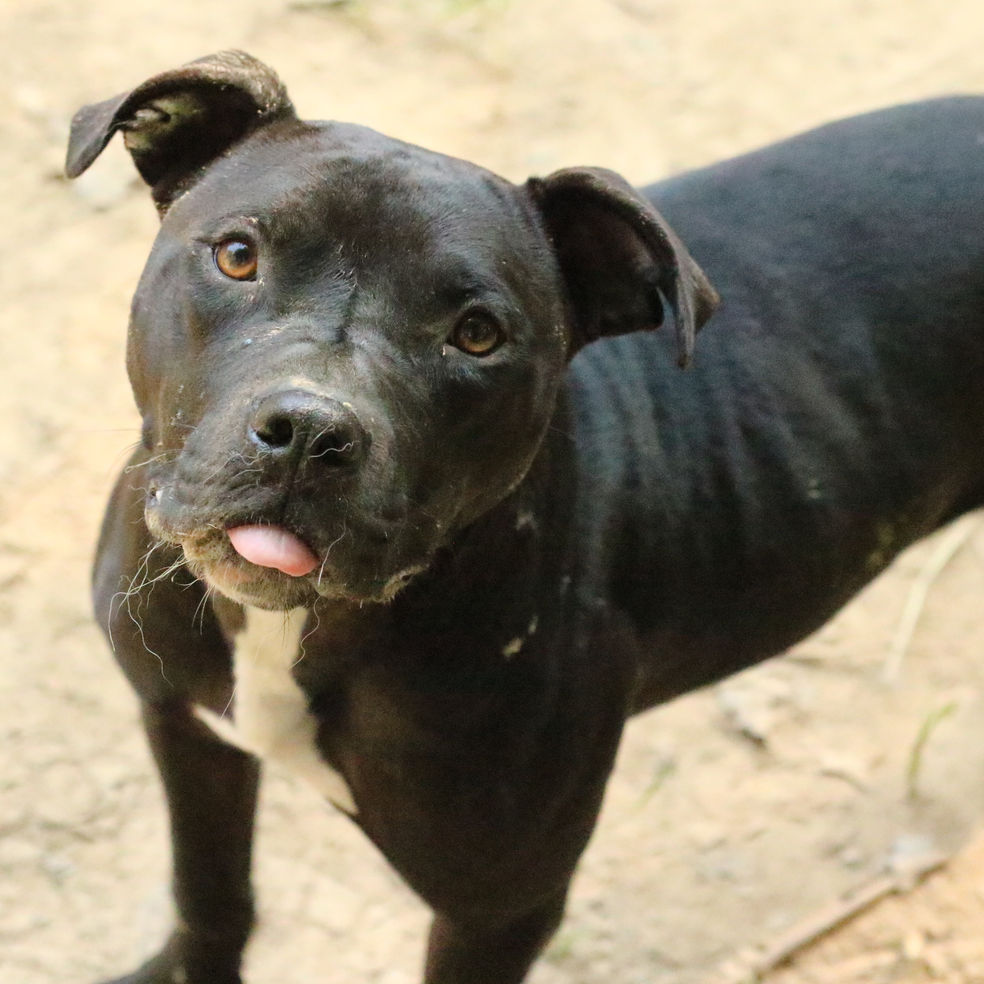 Enlarge Stone, an adoptable mixed breed in Rossville, TN image 4/5
