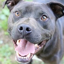 Enlarge Stone, an adoptable mixed breed in Rossville, TN image 5/5