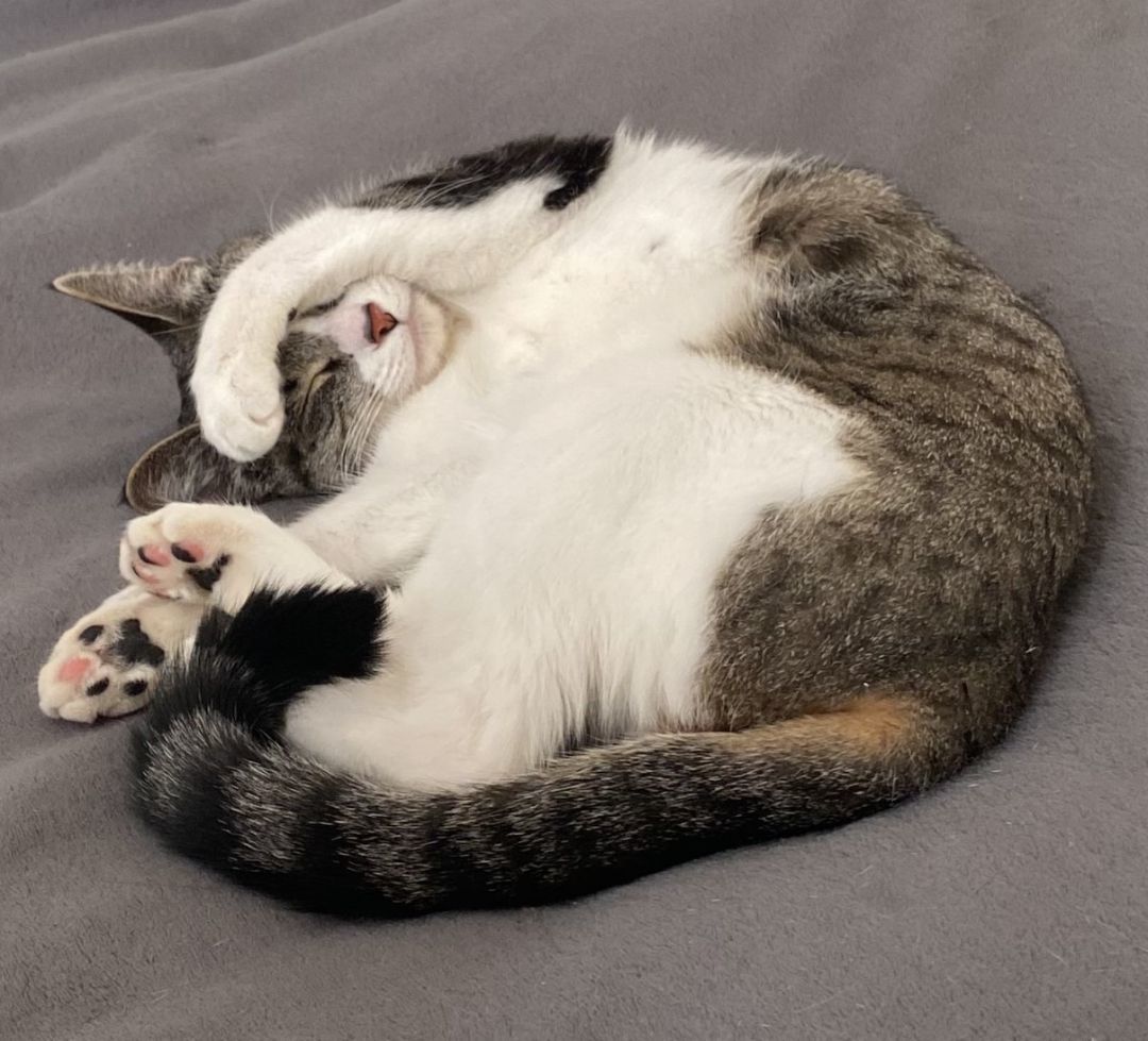 Cleo