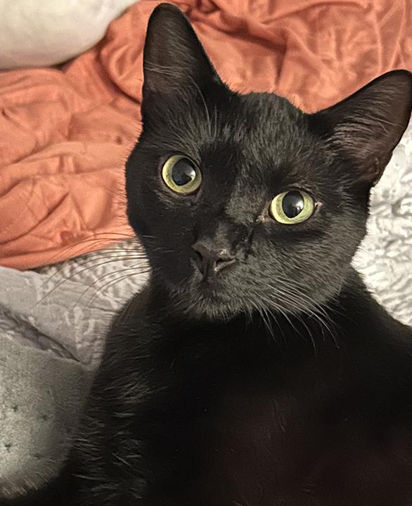 Wacko, Adoptable, Adult Male Domestic Short Hair.