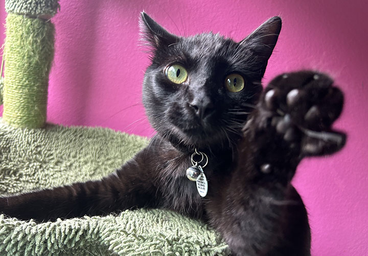 Wacko, a Adoptable Domestic Short Hair in Anaheim, CA image 2/6