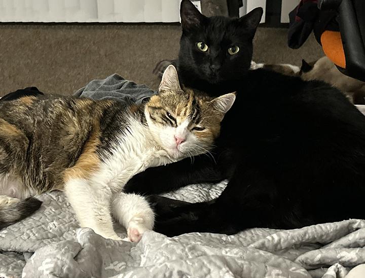 Enlarge Wacko, a Adoptable Domestic Short Hair in Anaheim, CA image 6/6