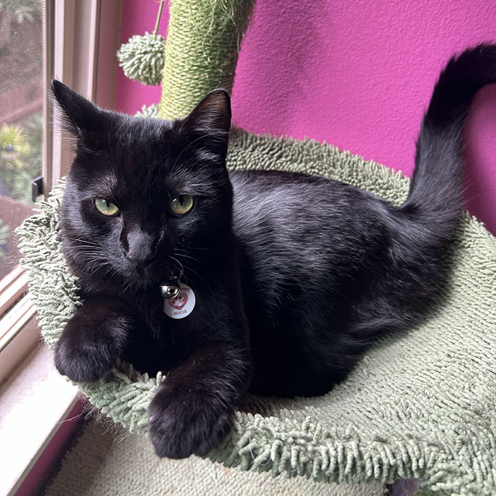 Wacko, a Adoptable Domestic Short Hair in Anaheim, CA image 4/6