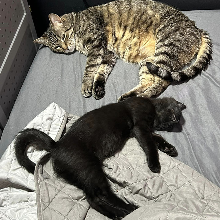 Wacko, a Adoptable Domestic Short Hair in Anaheim, CA image 5/6