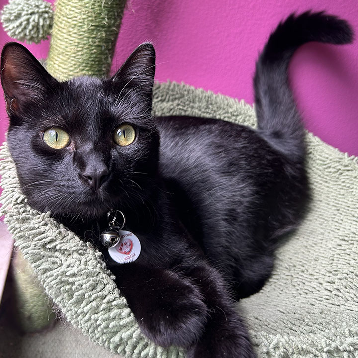 Wacko, a Adoptable Domestic Short Hair in Anaheim, CA image 1/6