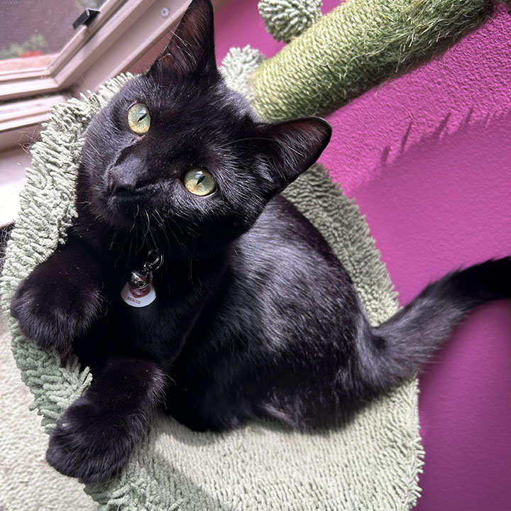 Wacko, a Adoptable Domestic Short Hair in Anaheim, CA image 3/6