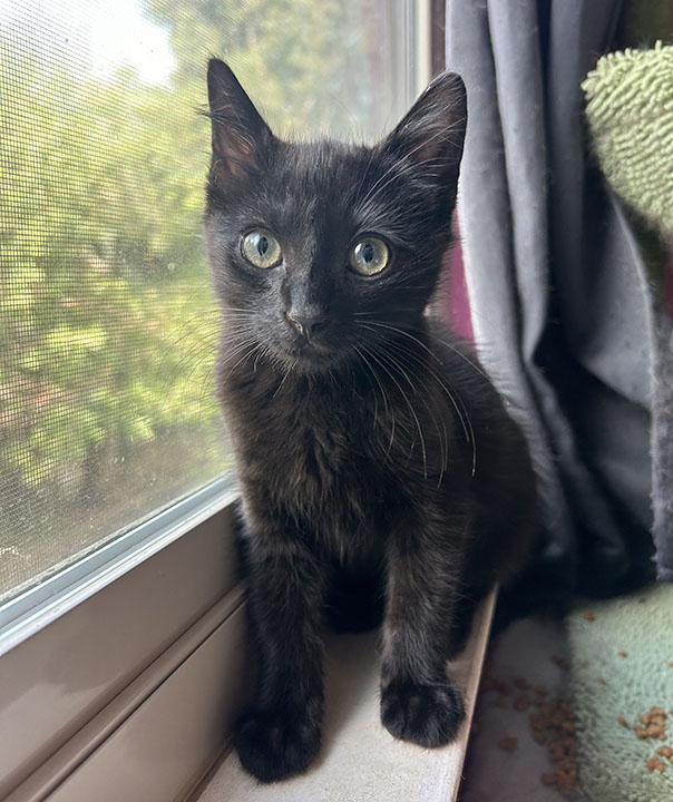 Wacko, a Adoptable Domestic Short Hair in Anaheim, CA image 6/6