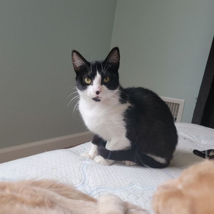 Enlarge Panini, a Adoptable Tuxedo in Perth Amboy , NJ image 1/14