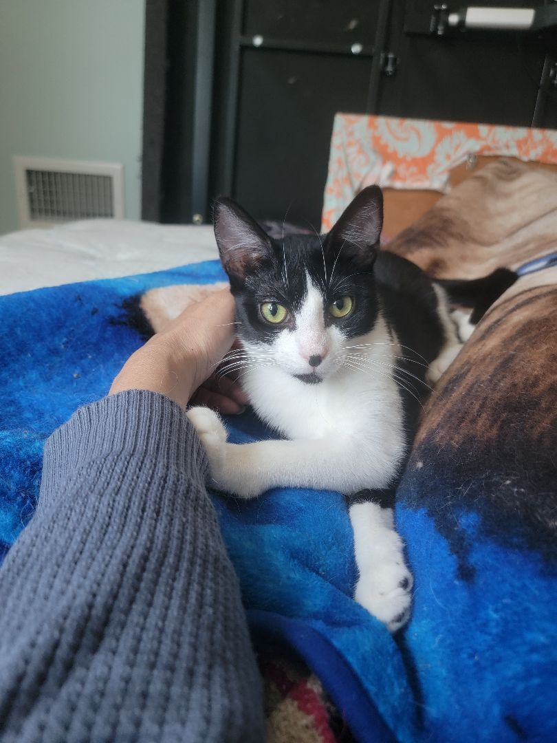 Enlarge Panini, a Adoptable Tuxedo in Perth Amboy , NJ image 2/14