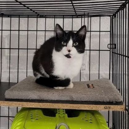 Enlarge Panini, a Adoptable Tuxedo in Perth Amboy , NJ image 3/14