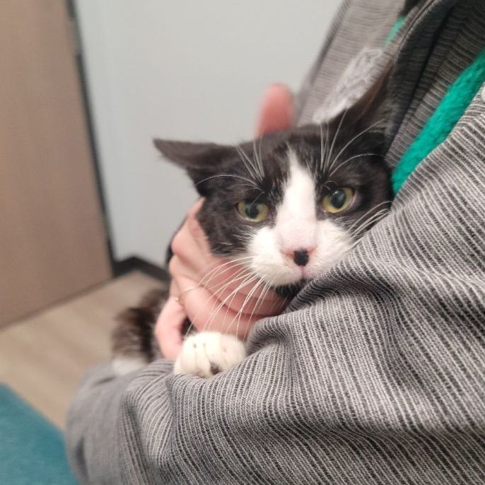 Enlarge Panini, a Adoptable Tuxedo in Perth Amboy , NJ image 4/14