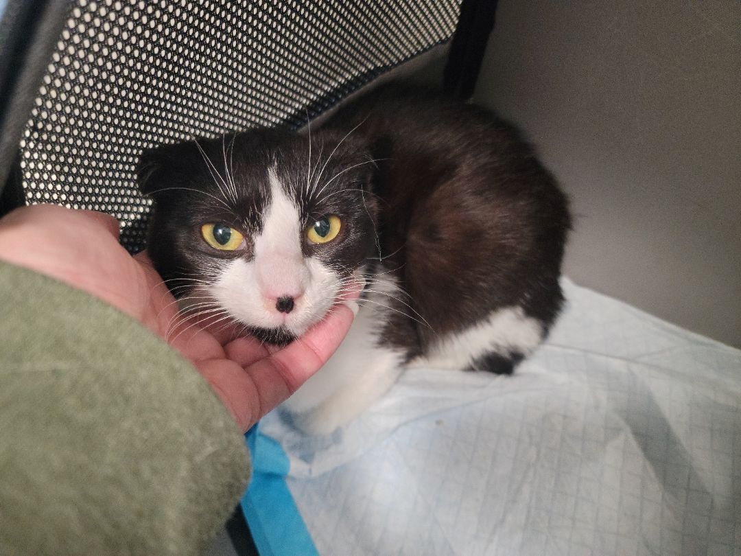 Enlarge Panini, a Adoptable Tuxedo in Perth Amboy , NJ image 5/14