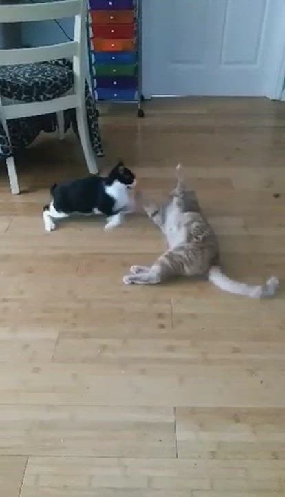 Enlarge Panini, a Adoptable Tuxedo in Perth Amboy , NJ video 13/14