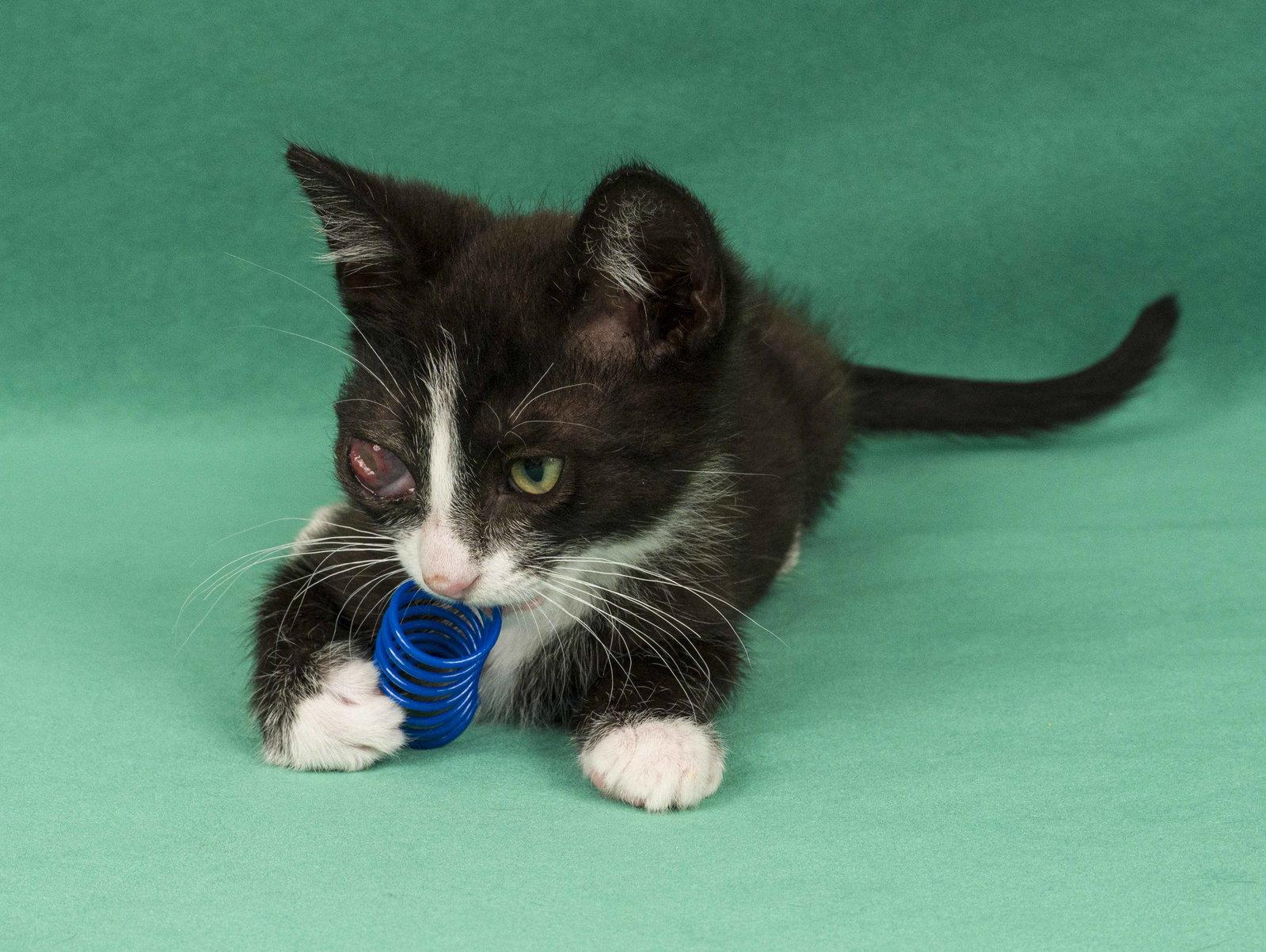 Dean & Garret, Adoptable, Young Male Domestic Short Hair.