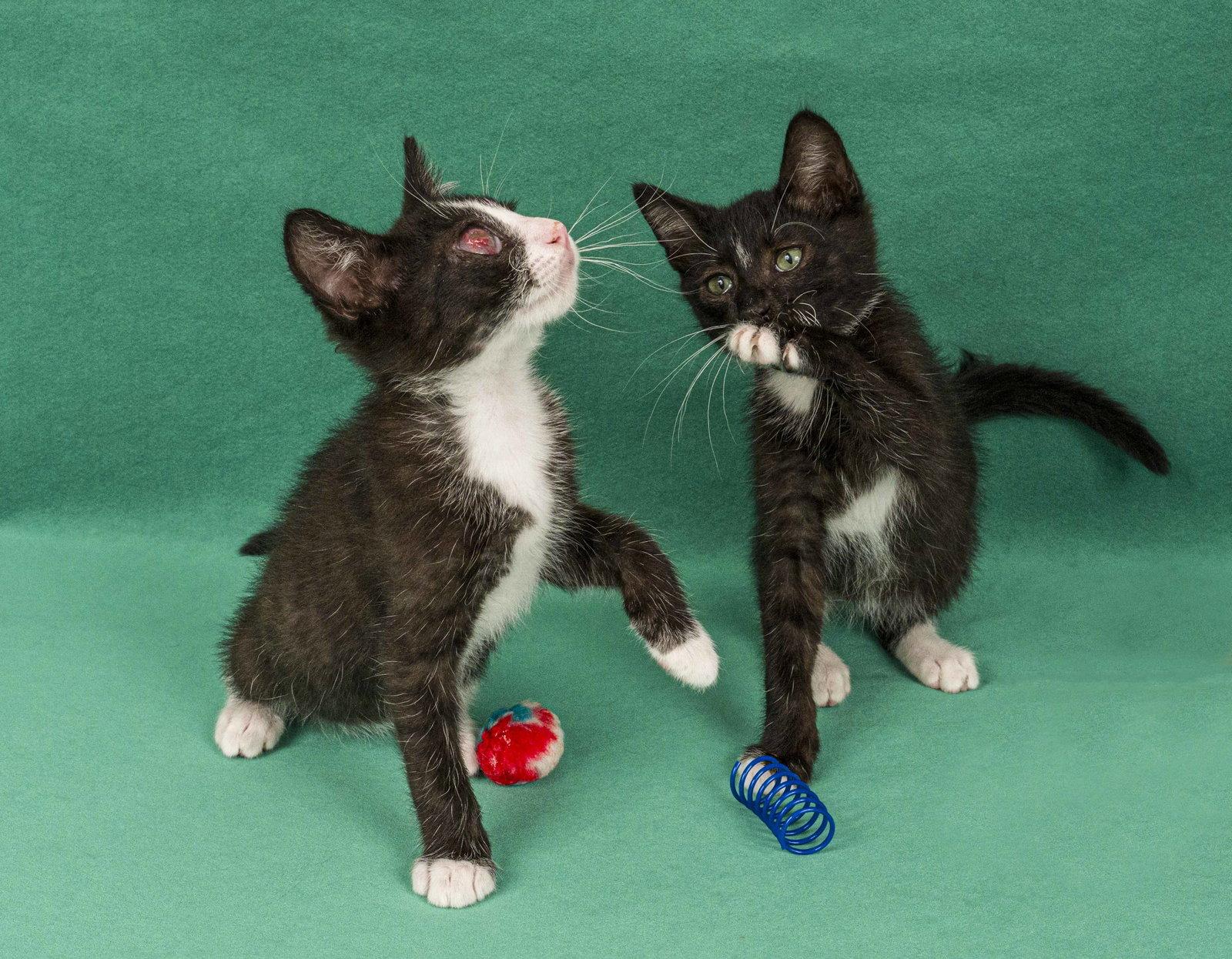 Enlarge Dean & Garret, a Adoptable Domestic Short Hair in Davis, CA image 2/3
