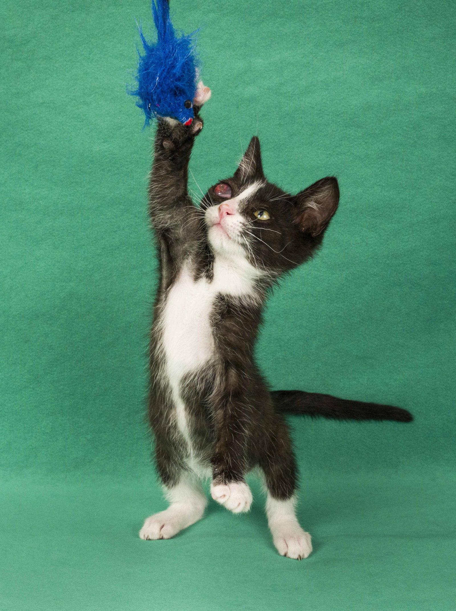 Enlarge Dean & Garret, a Adoptable Domestic Short Hair in Davis, CA image 3/3