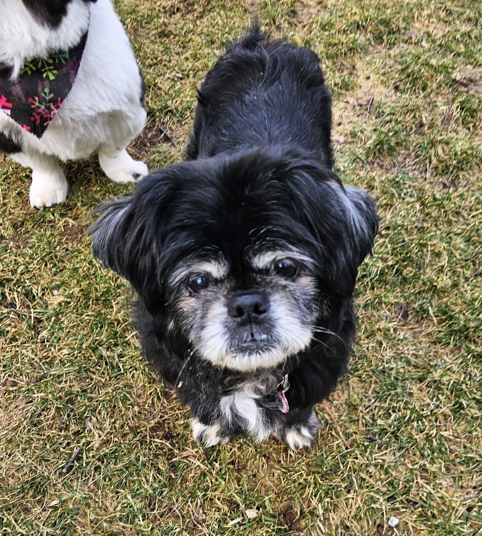 Enlarge Harvey, a Adopted Pekingese in Wharton, NJ image 1/5