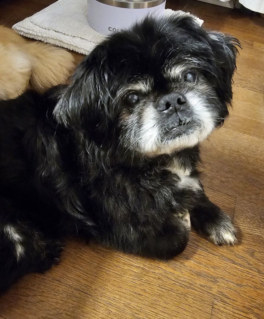 Enlarge Harvey, a Adopted Pekingese in Wharton, NJ image 2/5