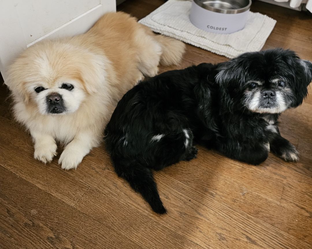 Enlarge Harvey, a Adopted Pekingese in Wharton, NJ image 3/5