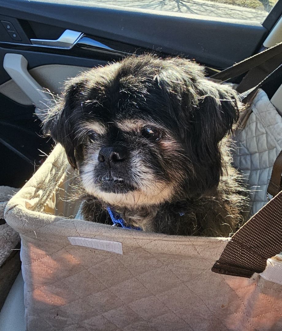 Enlarge Harvey, a Adopted Pekingese in Wharton, NJ image 4/5