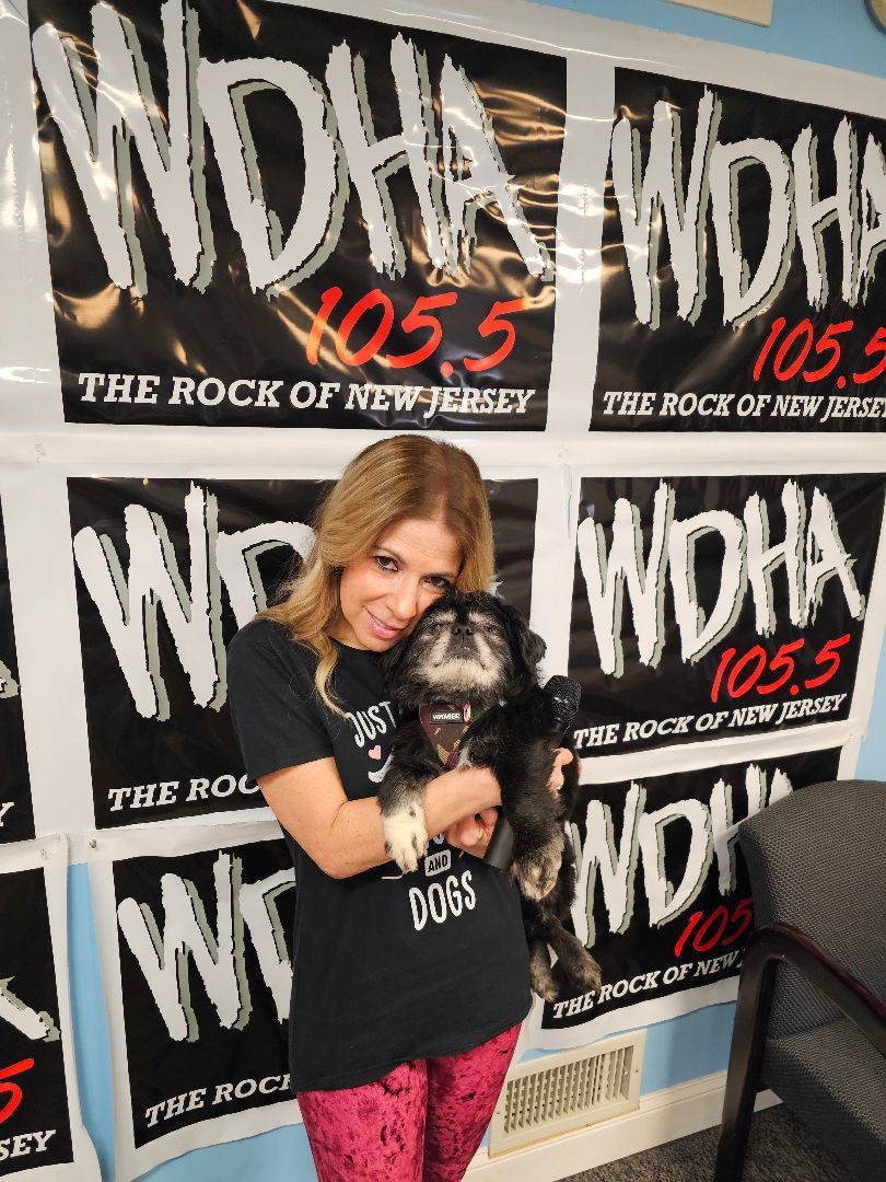 Enlarge Harvey, a Adopted Pekingese in Wharton, NJ image 5/5