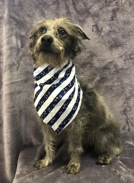 Dusty, a Adoptable mixed breed in Lodi, CA image 1/4