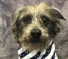 Dusty, a Adoptable mixed breed in Lodi, CA image 2/4
