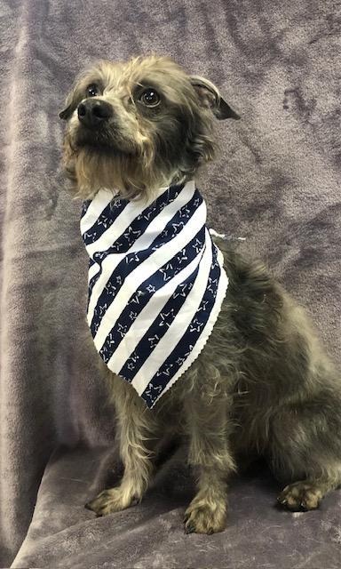 Dusty, a Adoptable mixed breed in Lodi, CA image 4/4