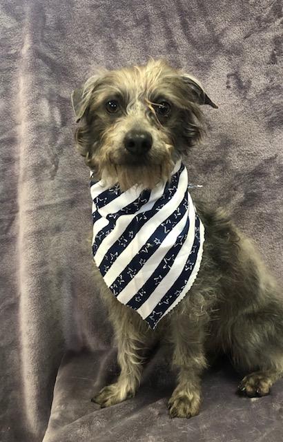 Dusty, a Adoptable mixed breed in Lodi, CA image 3/4