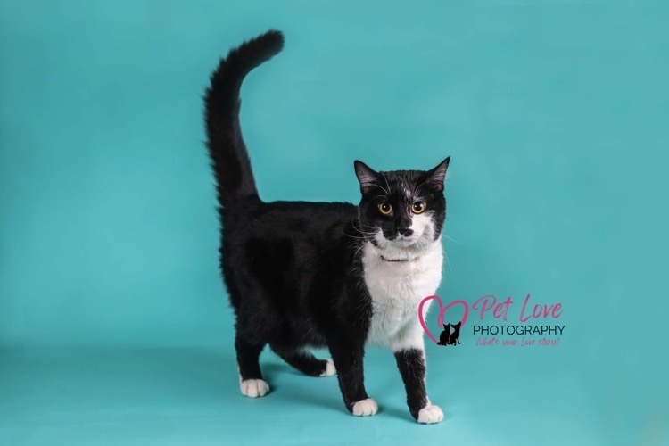 Boots, Adoptable, Adult Male Domestic Short Hair.