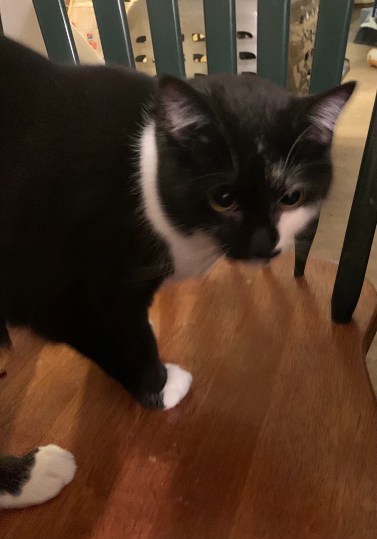 Boots, a Adoptable mixed breed in Covington, KY image 2/8