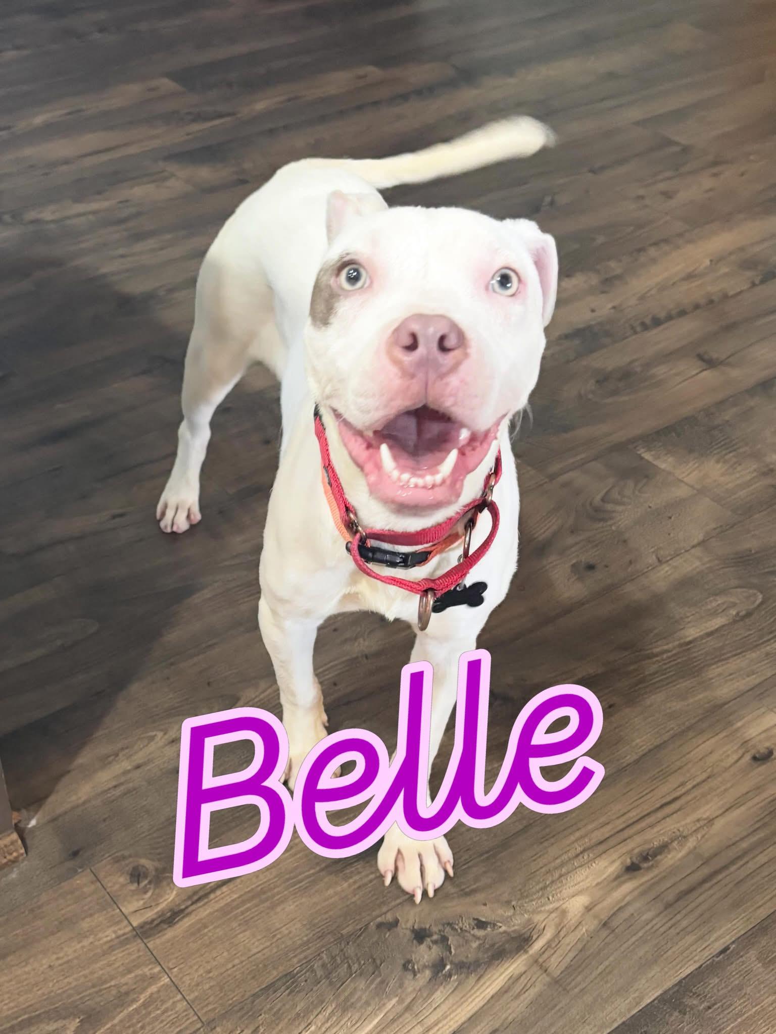 Enlarge Belle, a ADOPTABLE mixed breed in Douglas, MA image 1/6