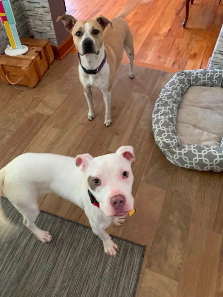 Enlarge Belle, a ADOPTABLE mixed breed in Douglas, MA image 2/6