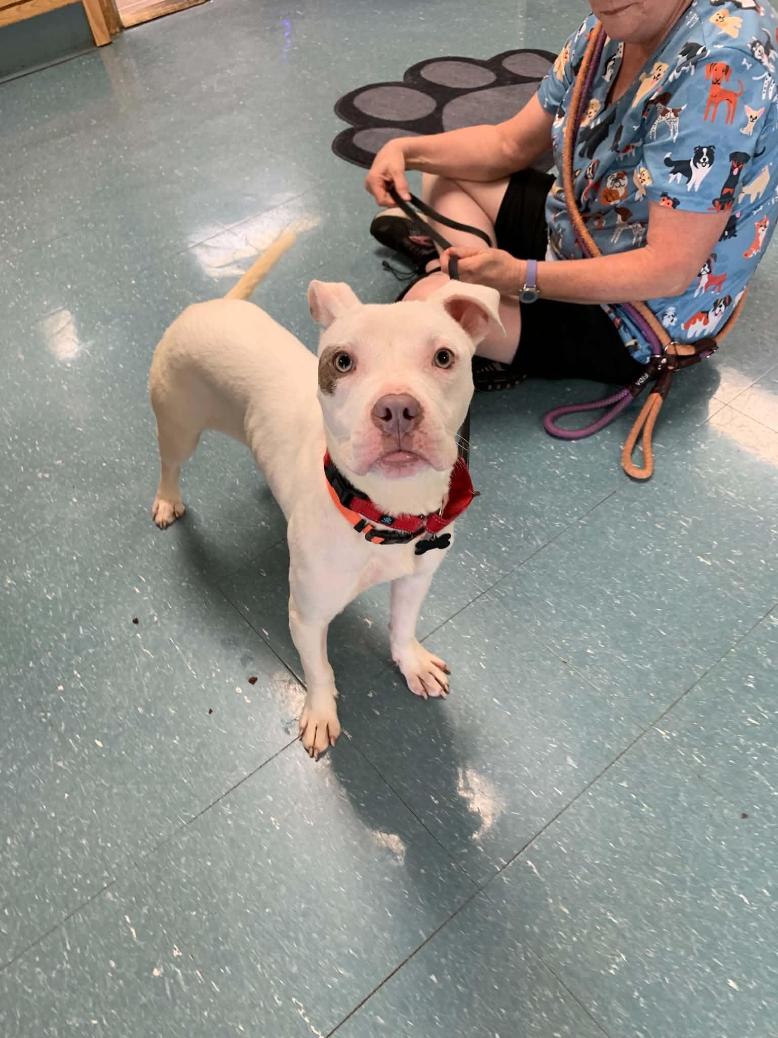 Enlarge Belle, a ADOPTABLE mixed breed in Douglas, MA image 5/6