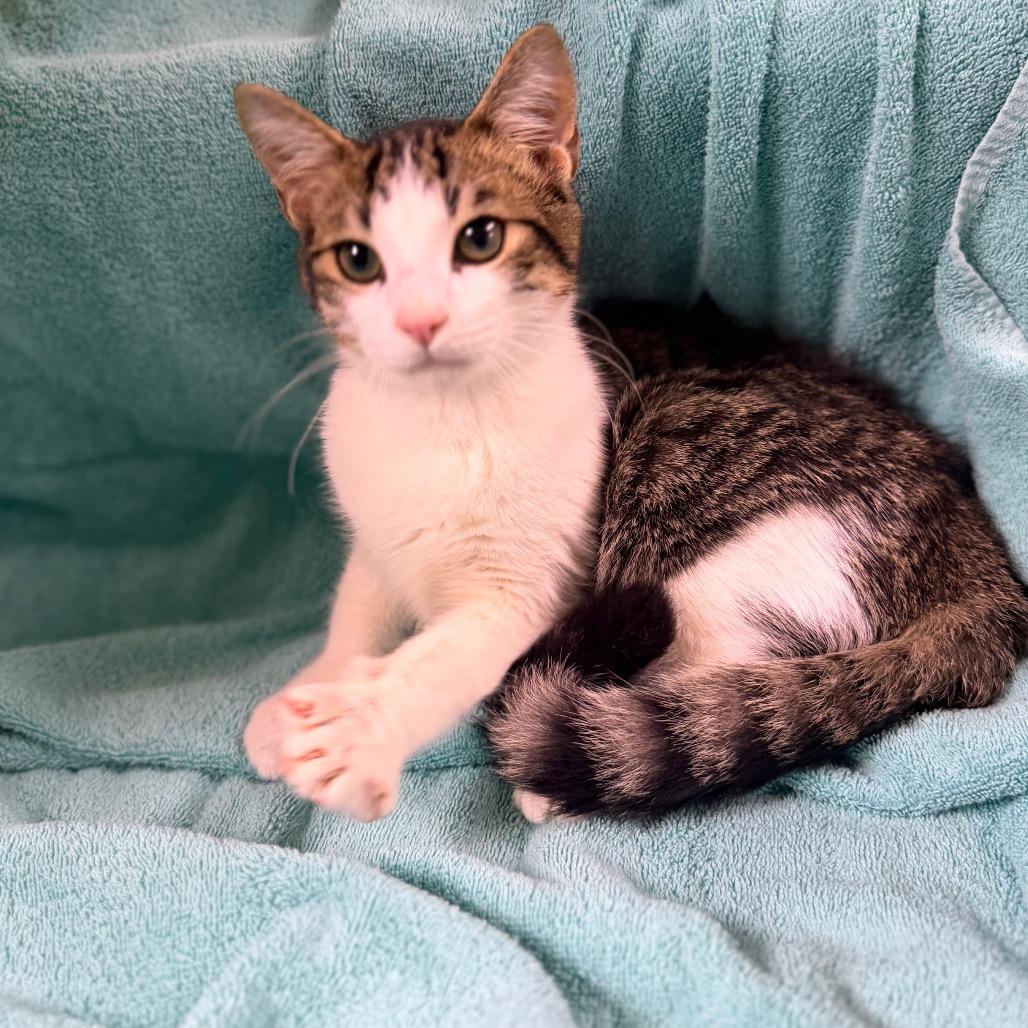 Enlarge Bagel, a Adoptable Domestic Short Hair in Columbus, GA image 1/1
