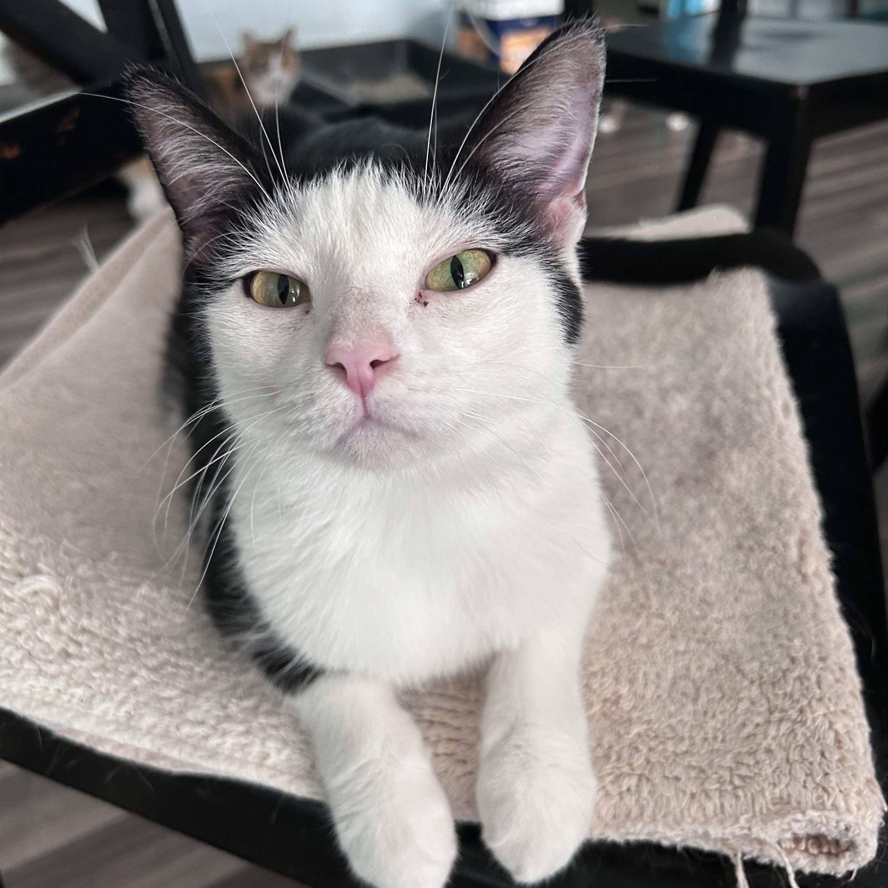 Enlarge Cookie - CHOW HOUND, a Adoptable Domestic Short Hair in Grand Rapids, MI image 2/6