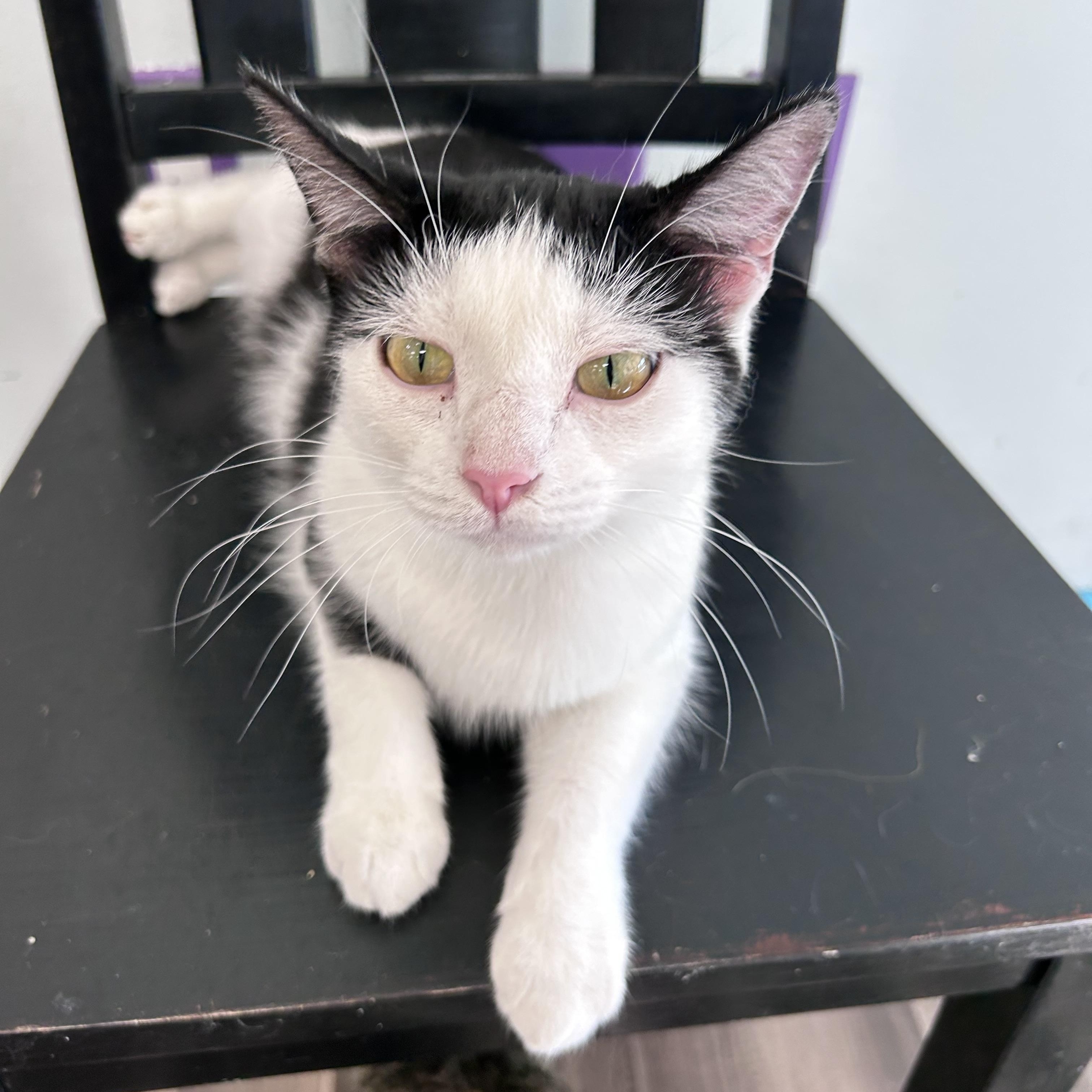 Enlarge Cookie - CHOW HOUND, a Adoptable Domestic Short Hair in Grand Rapids, MI image 4/6