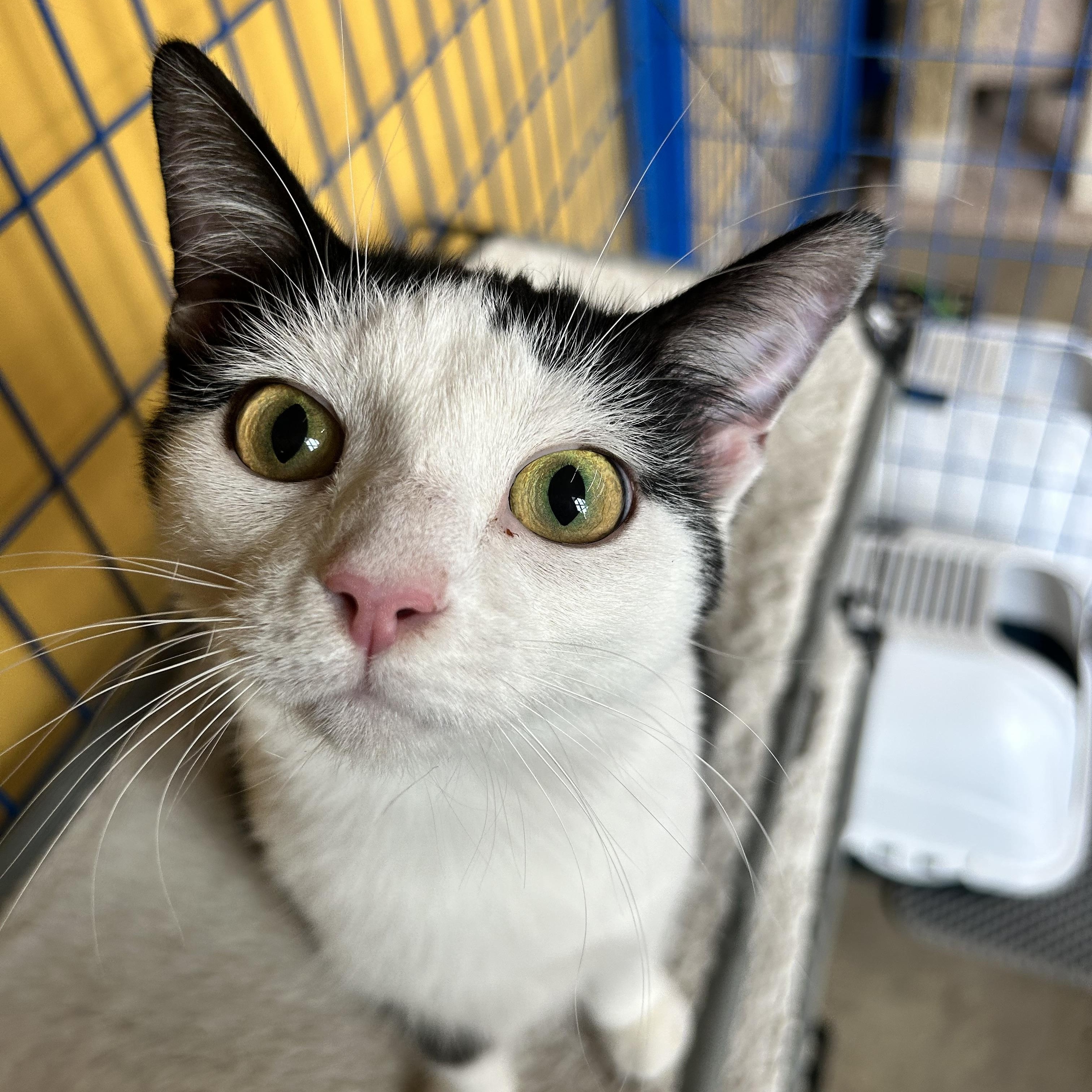 Cookie - CHOW HOUND, Adoptable, Young Female Domestic Short Hair.