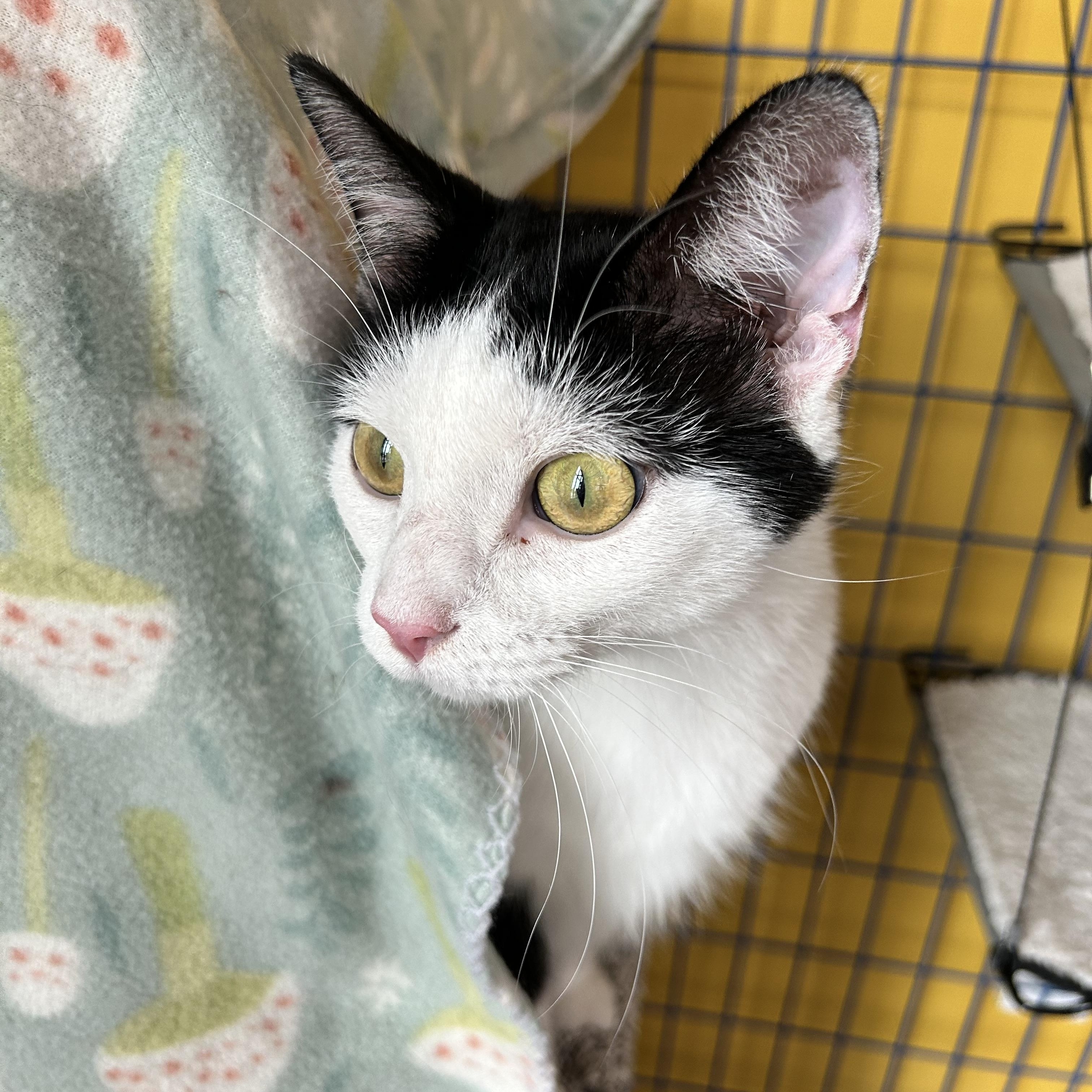 Enlarge Cookie - CHOW HOUND, a Adoptable Domestic Short Hair in Grand Rapids, MI image 6/6