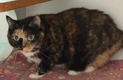 Lucy Bodda Butt, Adoptable, Adult Female Domestic Short Hair & Domestic Short Hair.