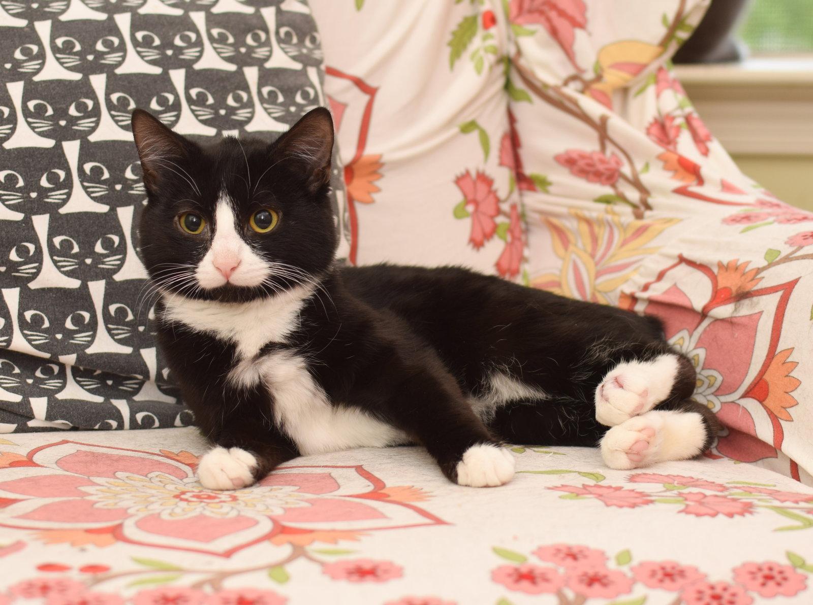 Enlarge Hermes, a Adoptable mixed breed in Hockessin, DE image 1/2