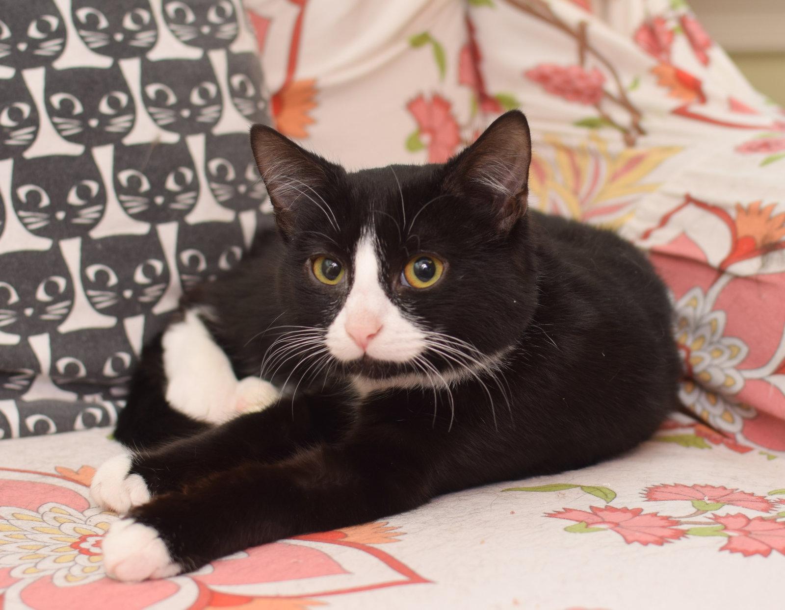 Enlarge Hermes, a Adoptable mixed breed in Hockessin, DE image 2/2