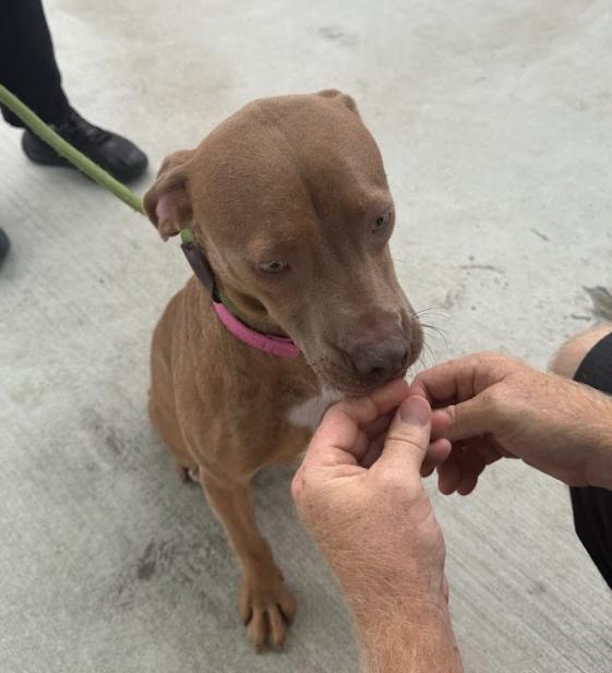 Enlarge Queenie, a Adoptable Pit Bull Terrier in San Diego, CA image 3/5
